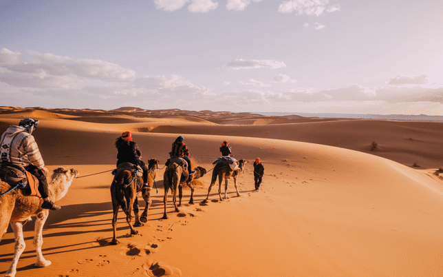 Exploring Sahara's golden dunes on camelback, a group journeys to the campsite bathed in the warm glow of the setting sun